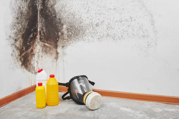 Best Mold Removal Specialists  in Conway Springs, KS