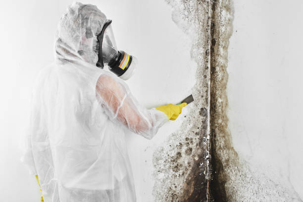 Best Mold Damage Repair  in Conway Springs, KS