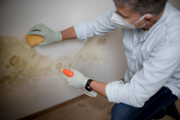 Best Mold Damage Repair  in Conway Springs, KS