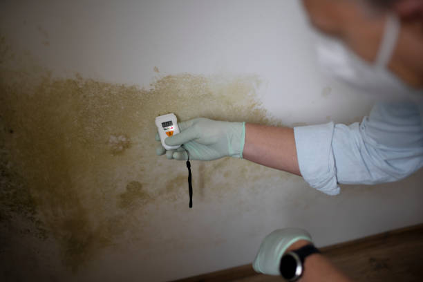 Best Mold Testing  in Conway Springs, KS