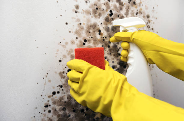 Best Affordable Mold Removal  in Conway Springs, KS