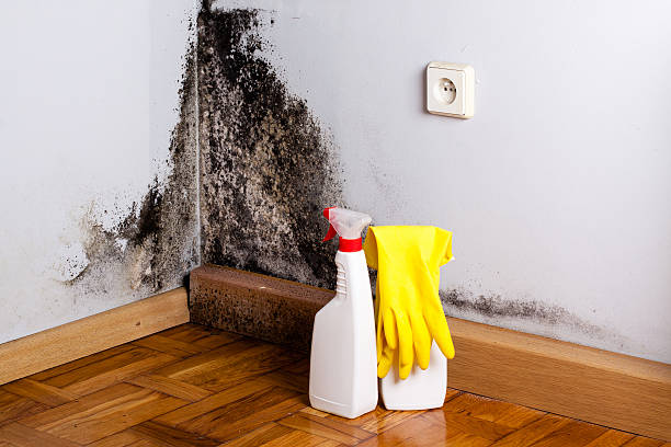 Best Home Mold Removal  in Conway Springs, KS