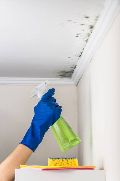 Best Mold Testing  in Conway Springs, KS